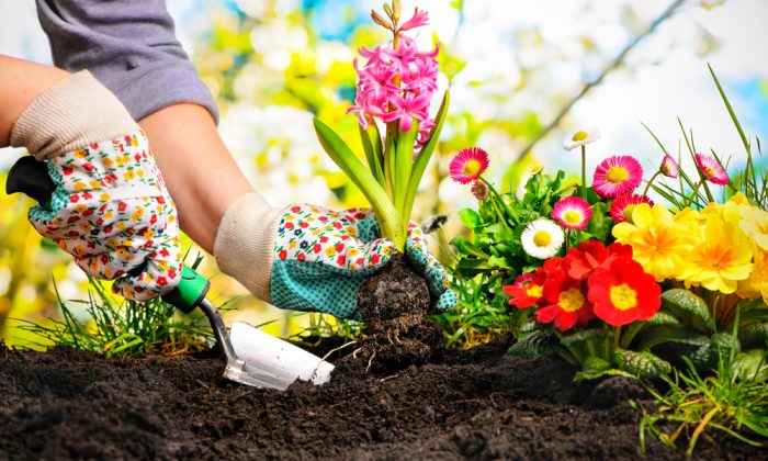 gardeners,hands,planting,flowers,at,back,yard