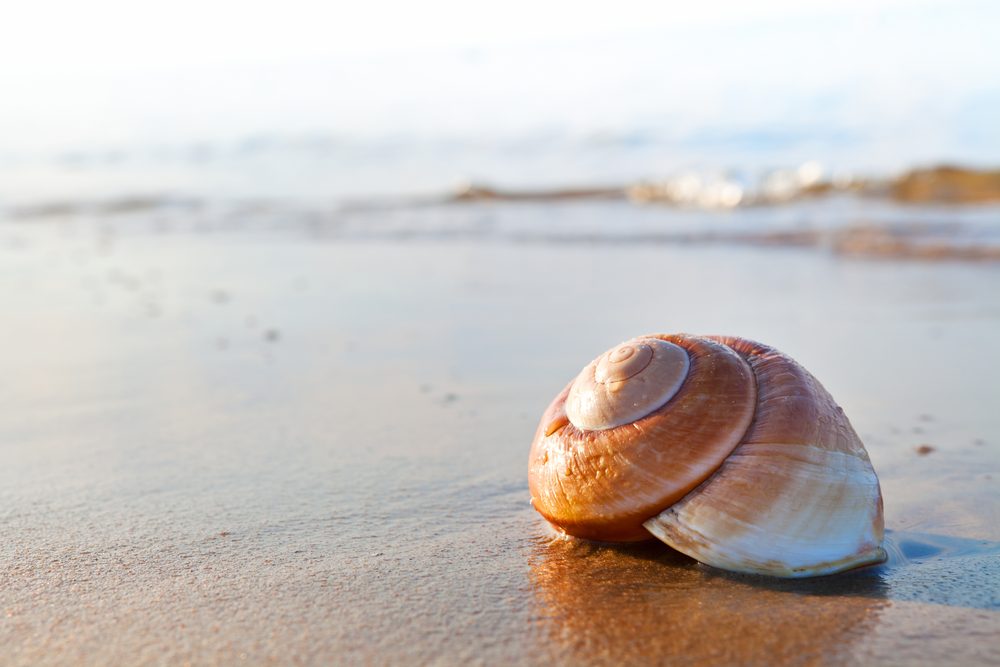 seashell,on,the,summer,beach,next,to,the,sea,,nature seashell,on,the,summer,beach,next,to,the,sea,,nature