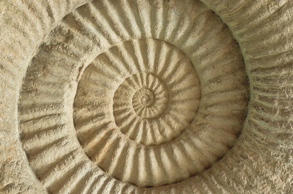 closeup,of,ammonite,prehistoric,fossil,on,the,surface,of,the closeup,of,ammonite,prehistoric,fossil,on,the,surface,of,the