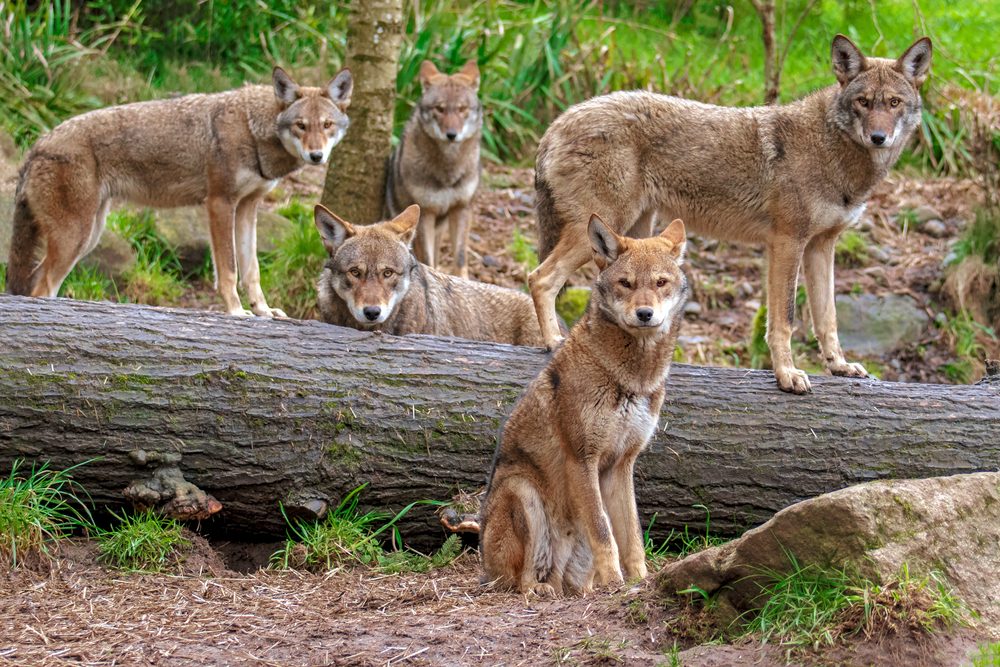 family,pack,of,five,red,wolves,standing,or,sitting,around family,pack,of,five,red,wolves,standing,or,sitting,around