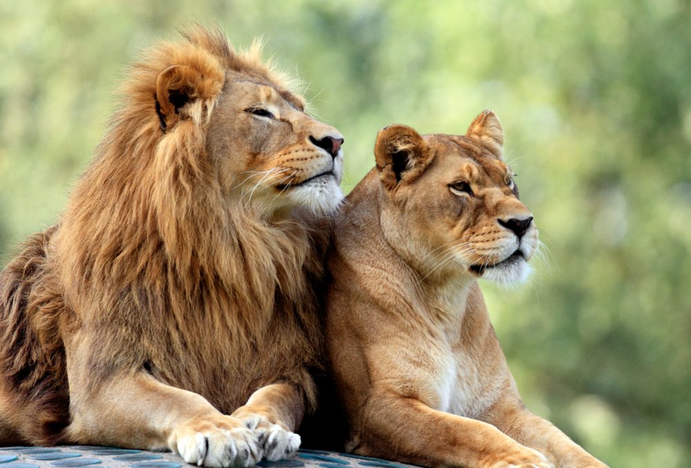 pair,of,adult,lions,in,zoological,garden pair,of,adult,lions,in,zoological,garden
