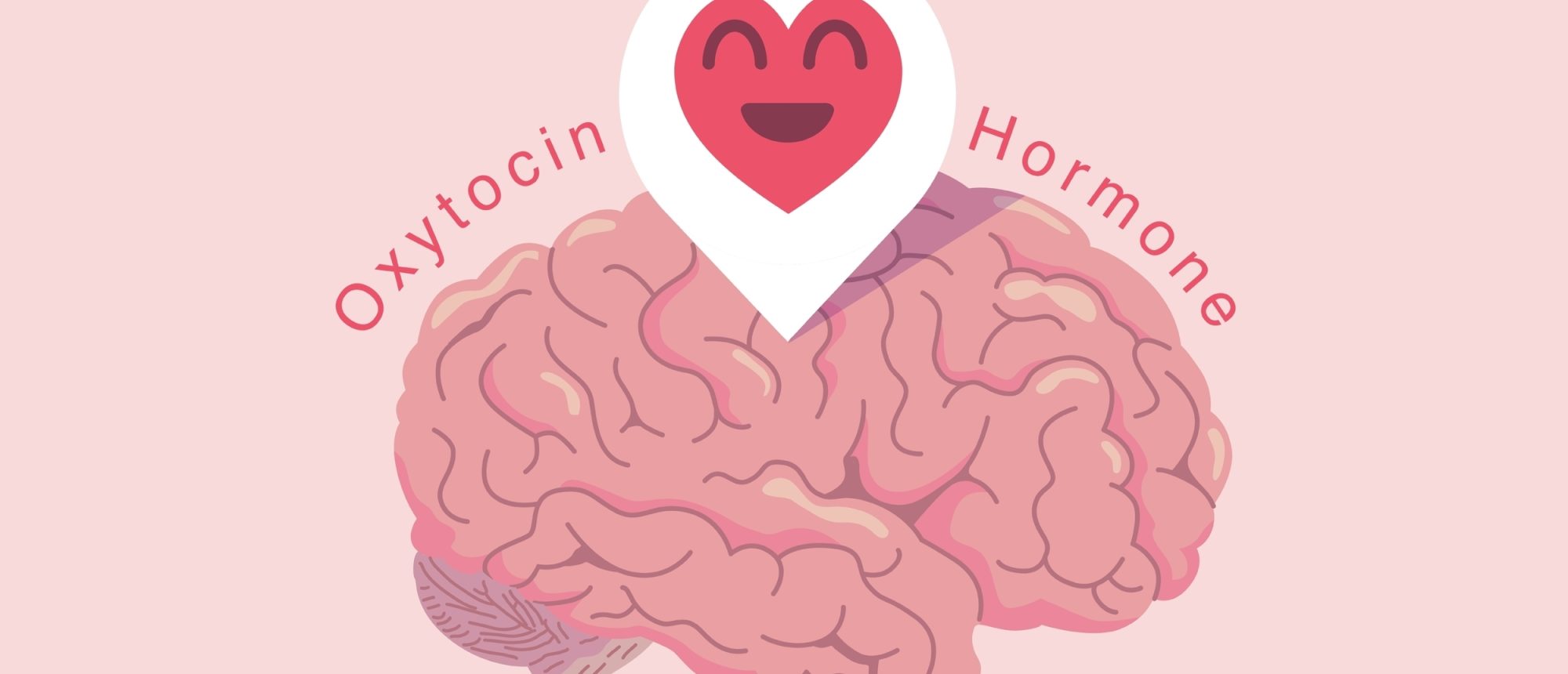 heart,face,icon,on,the,pink,human,brain.,oxytocin,hormone heart,face,icon,on,the,pink,human,brain.,oxytocin,hormone