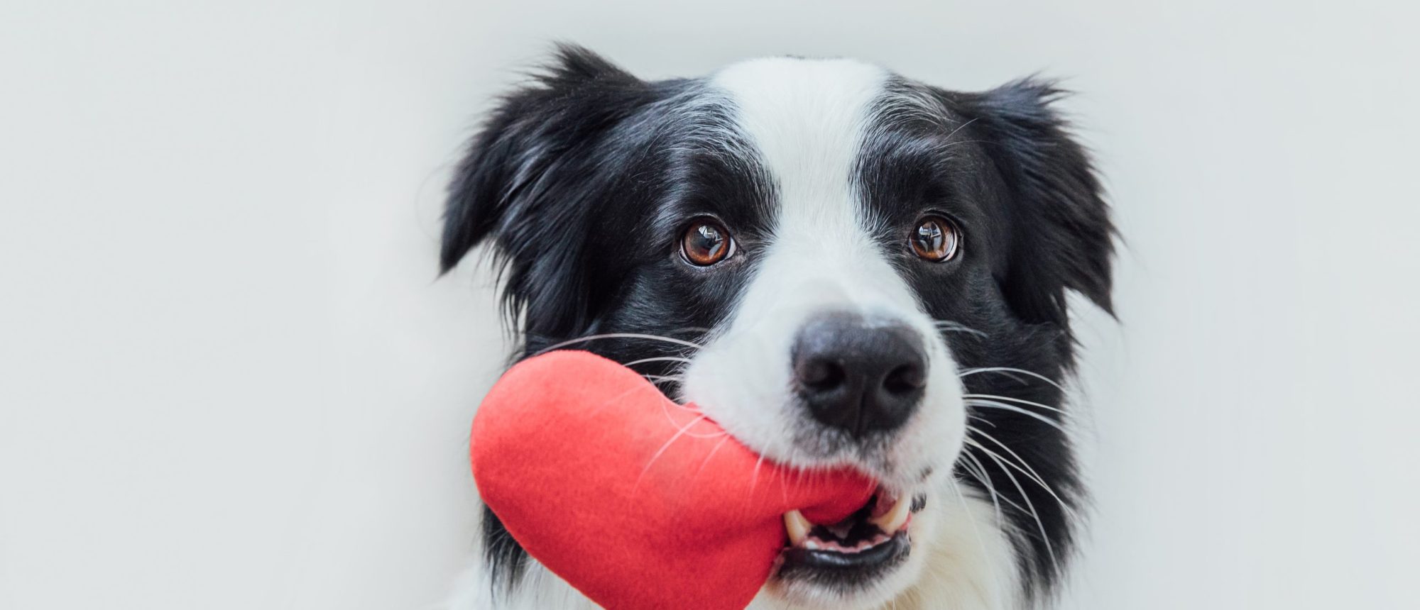 st.,valentine’s,day,concept.,funny,portrait,cute,puppy,dog,border st.,valentine's,day,concept.,funny,portrait,cute,puppy,dog,border