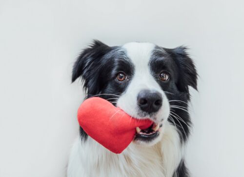 st.,valentine's,day,concept.,funny,portrait,cute,puppy,dog,border