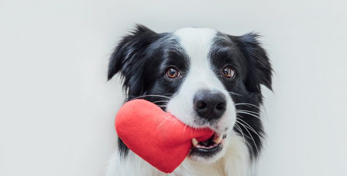 st.,valentine's,day,concept.,funny,portrait,cute,puppy,dog,border