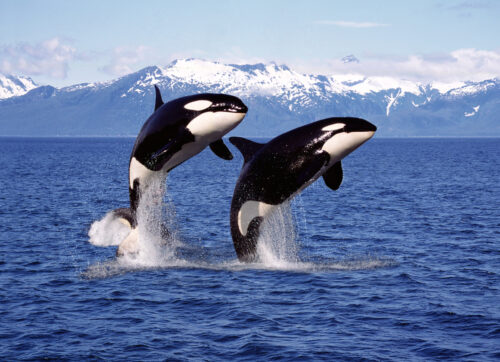 killer,whale,orcinus,orca,,pair,leaping,,canada