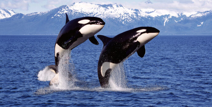 killer,whale,orcinus,orca,,pair,leaping,,canada killer,whale,orcinus,orca,,pair,leaping,,canada