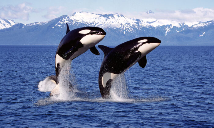 killer,whale,orcinus,orca,,pair,leaping,,canada