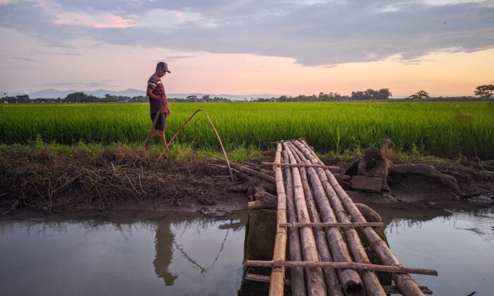 sukoharjo,indonesia, ,03, ,18, ,2023,view,of,bamboo sukoharjo,indonesia, ,03, ,18, ,2023,view,of,bamboo