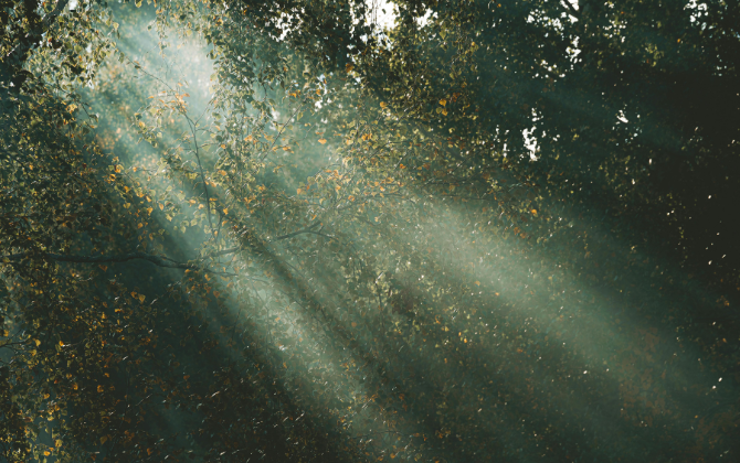 Sunlight filtering through cedar branches onto a mossy forest floor
