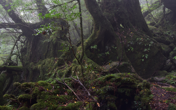 Moss-covered rocks and twisting roots along a damp forest trail in Yakushima