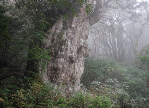 Giant ancient cedar tree in misty Yakushima forest with a hiker for scale