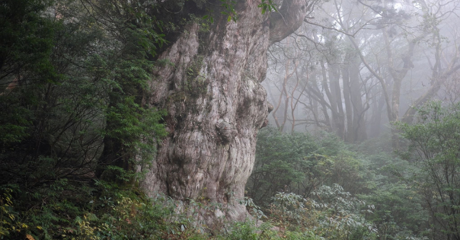 Ancient Cedar in the Mist, Yakushima Giant ancient cedar tree in misty Yakushima forest with a hiker for scale