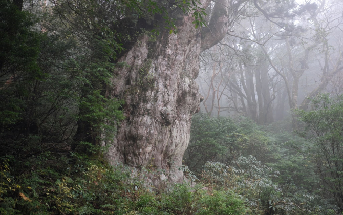 Ancient Cedar in the Mist, Yakushima Giant ancient cedar tree in misty Yakushima forest with a hiker for scale