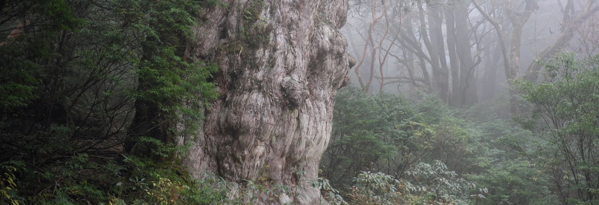 Giant ancient cedar tree in misty Yakushima forest with a hiker for scale