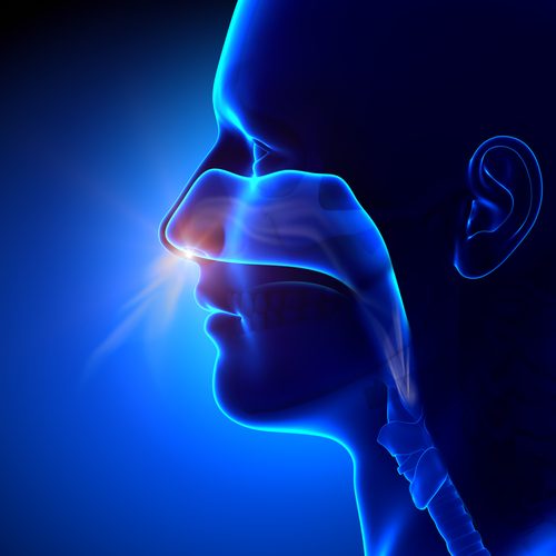 sinuses, ,breathing,/,human,anatomy sinuses, ,breathing,/,human,anatomy