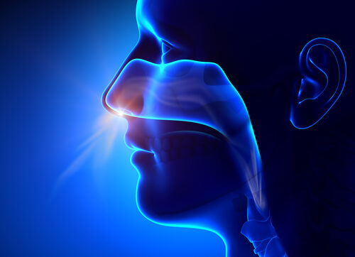 sinuses, ,breathing,/,human,anatomy